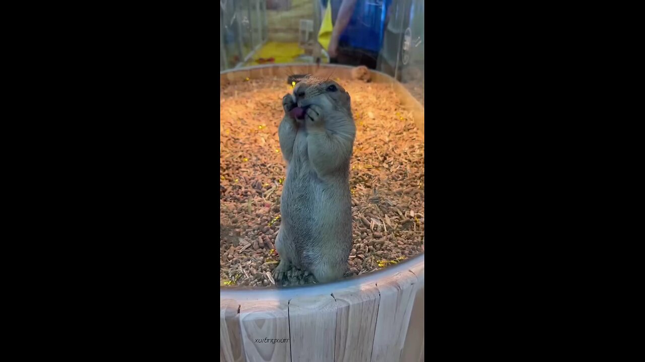funny animals 🤣🤣