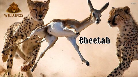 Cheetah - Chase Compilation I Wildlife Hindi Documentary | facts of Cheetah | 4k Wildlife Video
