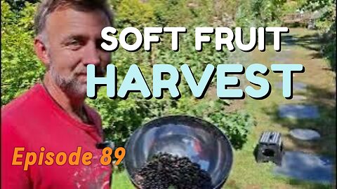 Last Chance Harvest: Black & Red Currants Before the Rain!