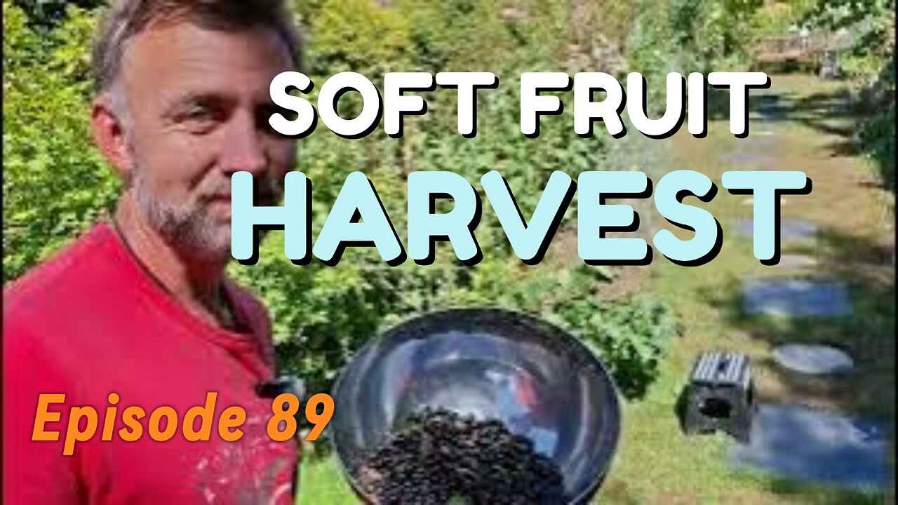 Last Chance Harvest: Black & Red Currants Before the Rain!