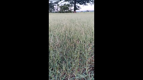 Seed heads (turf grass)