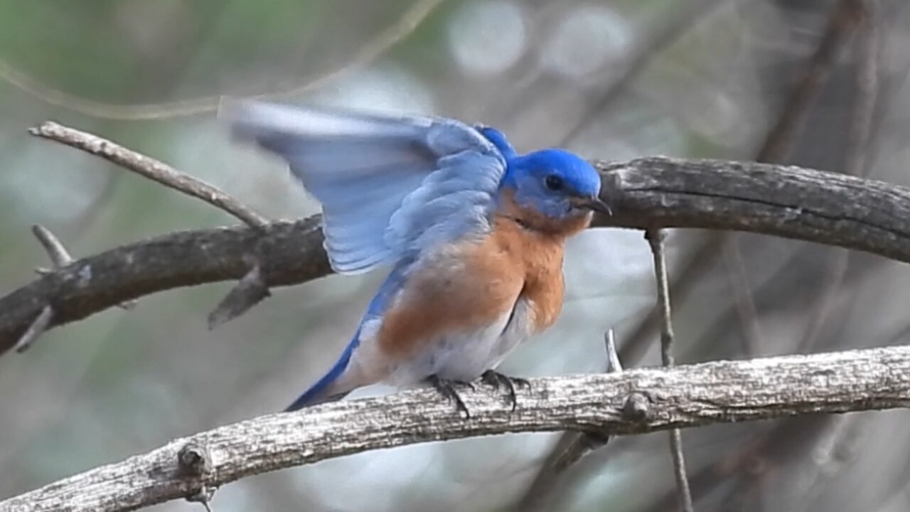 Bluebird gets ready for a Date!!! Early morning Preening before heading to his Mate