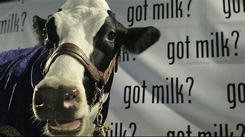 Elvis Presley - Milkcow Blues Boogie