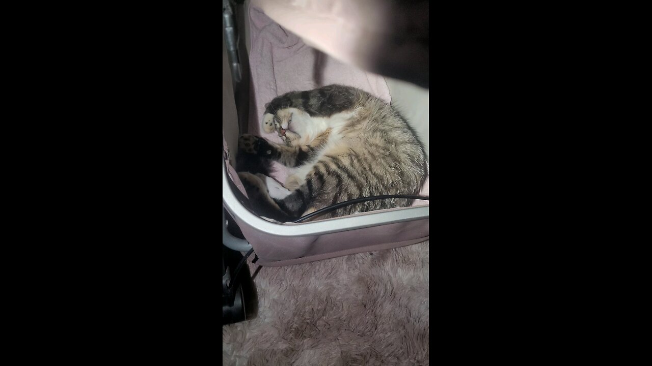 Cat😺