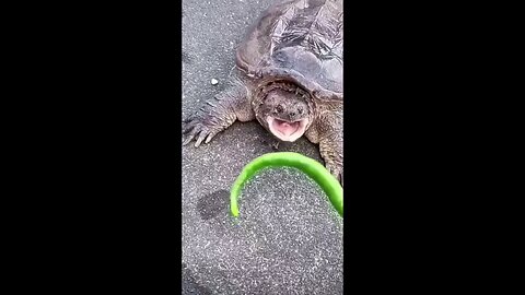 Funny animals episode #2