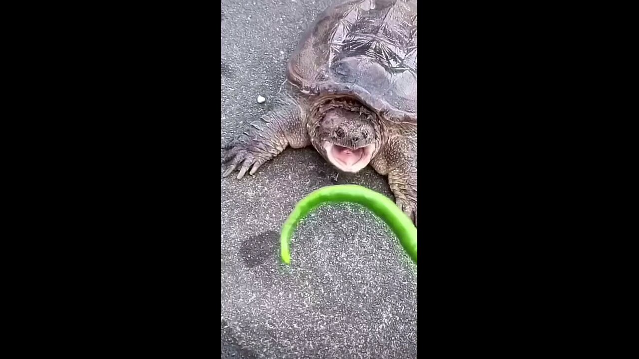Funny animals episode #2