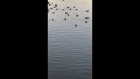 Mallard Ducks 🦆 #mallardducks #ducks #duck #swimming #followme #shorts #viral #trending