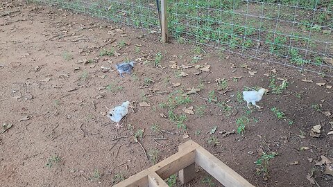 Some of the garden is ending.