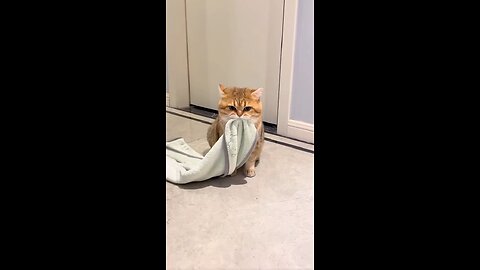 so funny cat