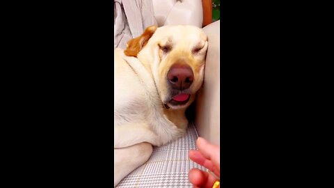 dog sleep