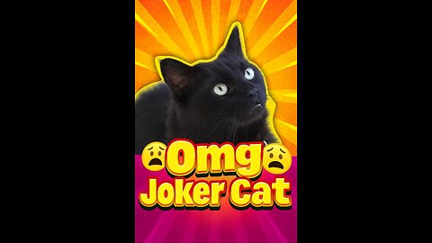 😧 Omg Joker Cat 😧 Funny Black Cat Moments