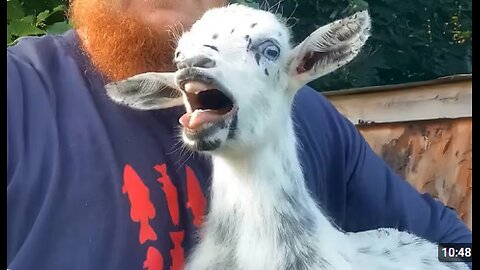 GOATS are the funniest creatures on Earth! 🤣 Funny Animals Video