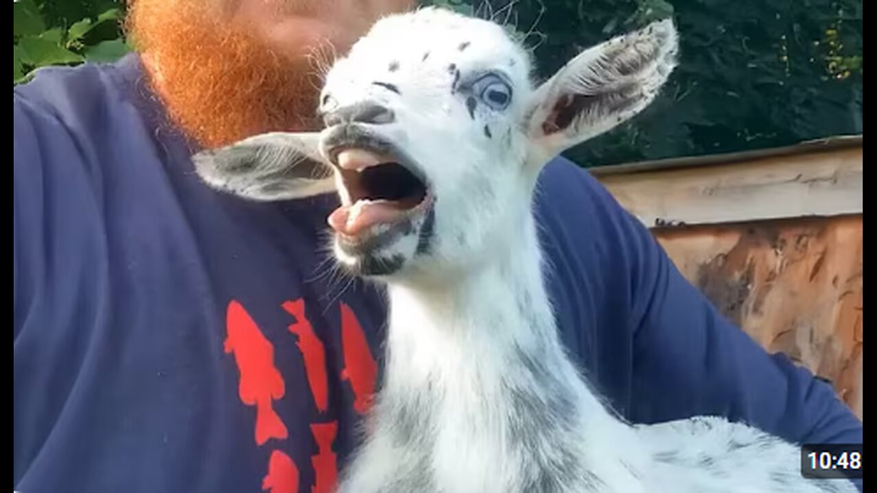 GOATS are the funniest creatures on Earth! 🤣 Funny Animals Video