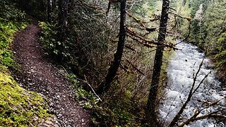 (4K UHD) HIKING Salmon River Trail RUSTIC RAINFOREST! | Salmon-Huckleberry Wilderness | Mount Hood