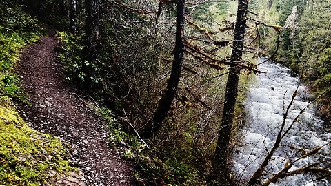 (4K UHD) HIKING Salmon River Trail RUSTIC RAINFOREST! | Salmon-Huckleberry Wilderness | Mount Hood