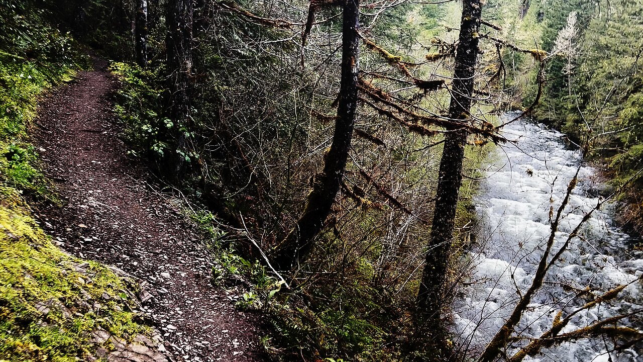 (4K UHD) HIKING Salmon River Trail RUSTIC RAINFOREST! | Salmon-Huckleberry Wilderness | Mount Hood