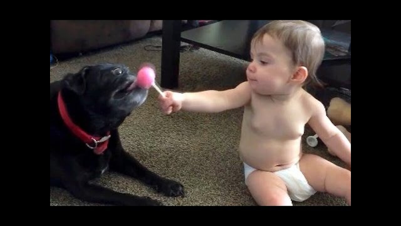 Cats and dogs sneezing, playing with kids and much more - Watch and laugh!