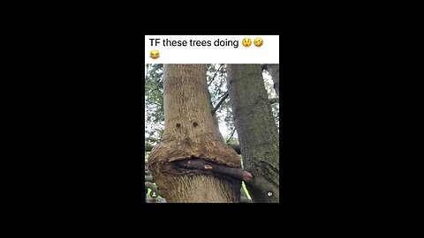 Hasta los arboles hacen sus cositas / Even trees do their little things.🤭