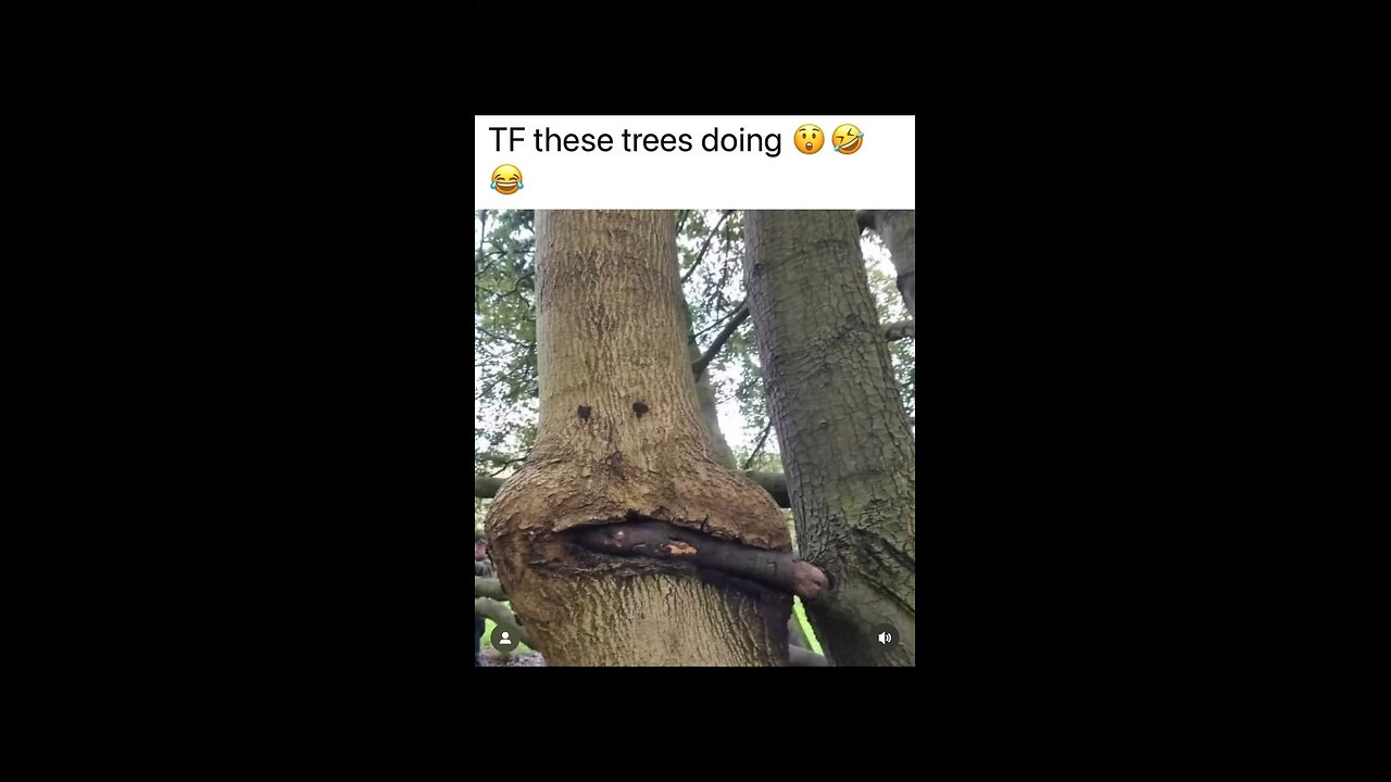 Hasta los arboles hacen sus cositas / Even trees do their little things.🤭