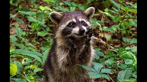 Life of funny animals