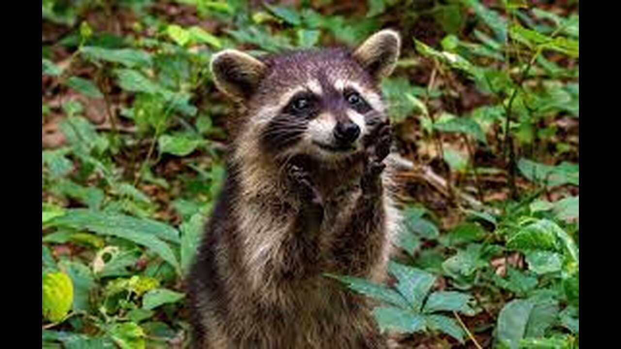 Life of funny animals