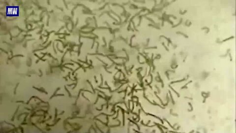 "Indonesian Biolabs Funded by the United States"
