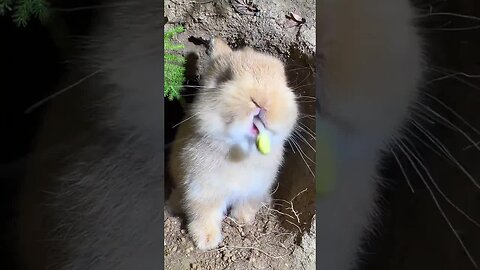 Little rabbit eats bean sprouts and is cute. Rabbit cute pet debut plan