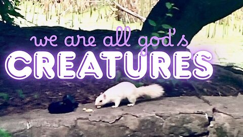 We Are All God's Creatures: Bird Watching and Surprise Guests