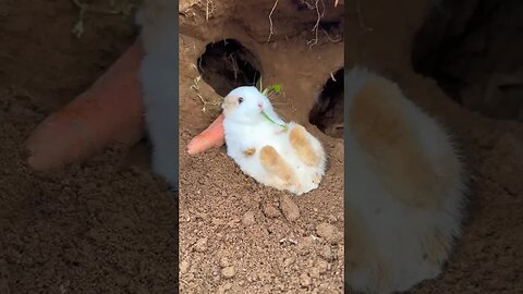 What is the little rabbit doing at home? Cute rabbit. Little cute little rabbit in the countryside.