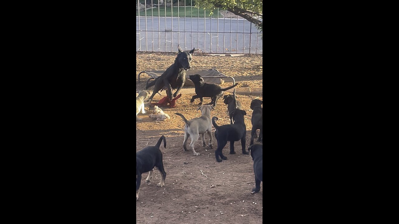 8/27/25Puppies