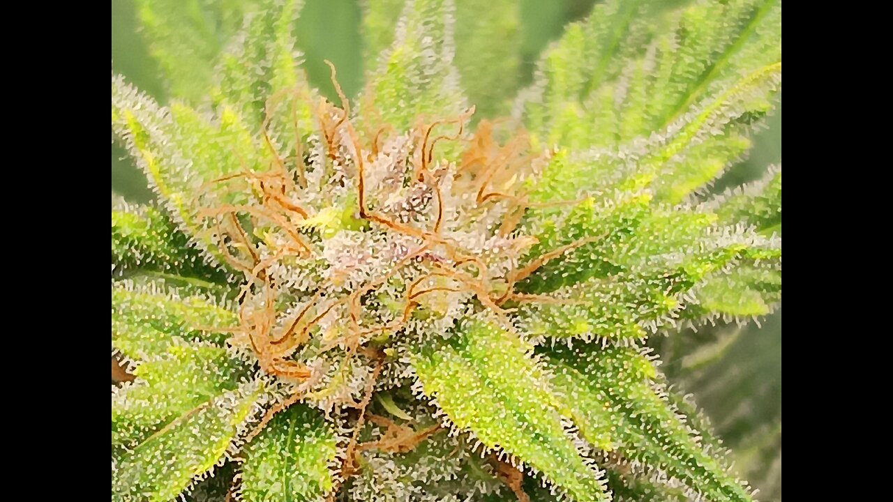 Wedding cheesecake week 15 day 3