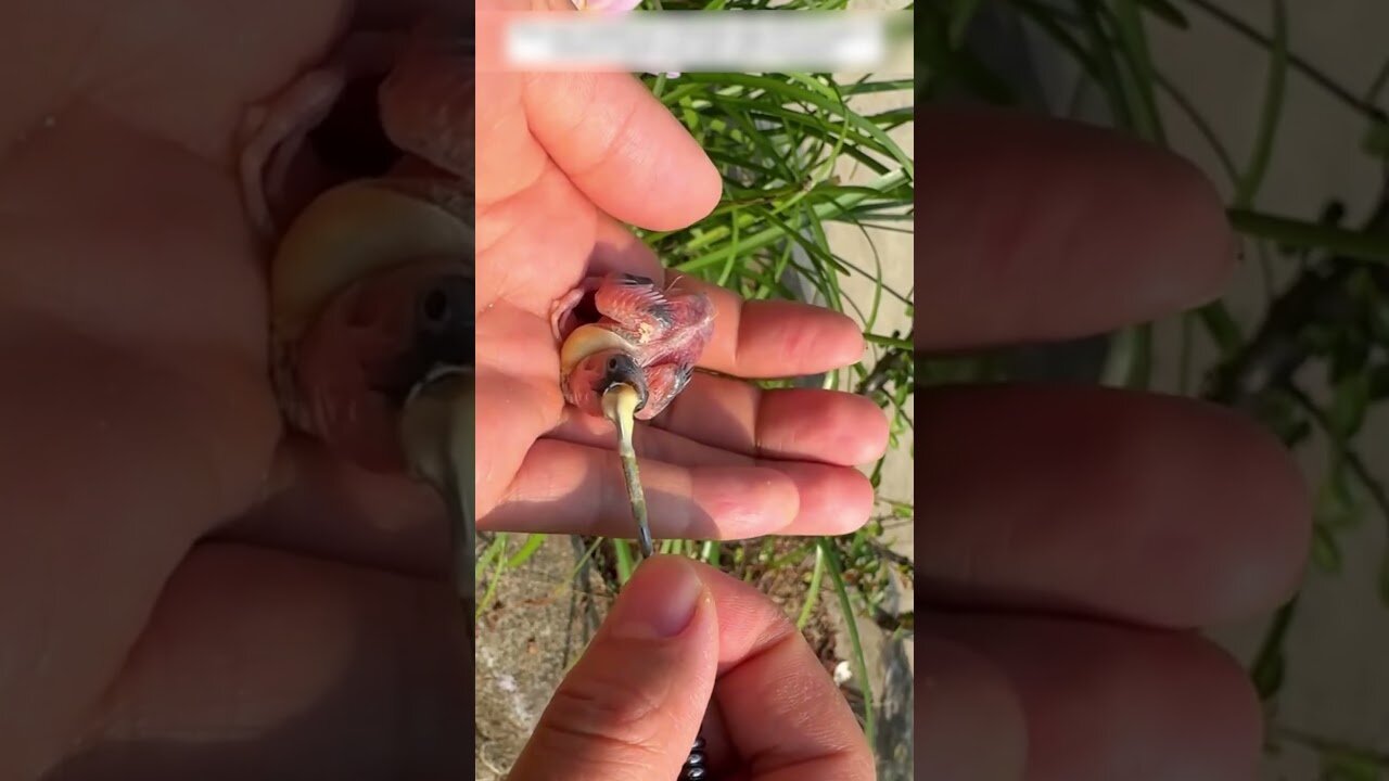 The man found a tiny egg and didnt even expect to hatch out of it