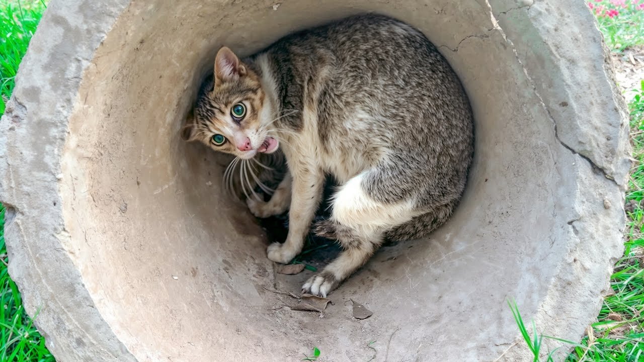 Angry Stray Cat Reacts When I Found Her Newborn Kittens | Until This Happened, She Hissing