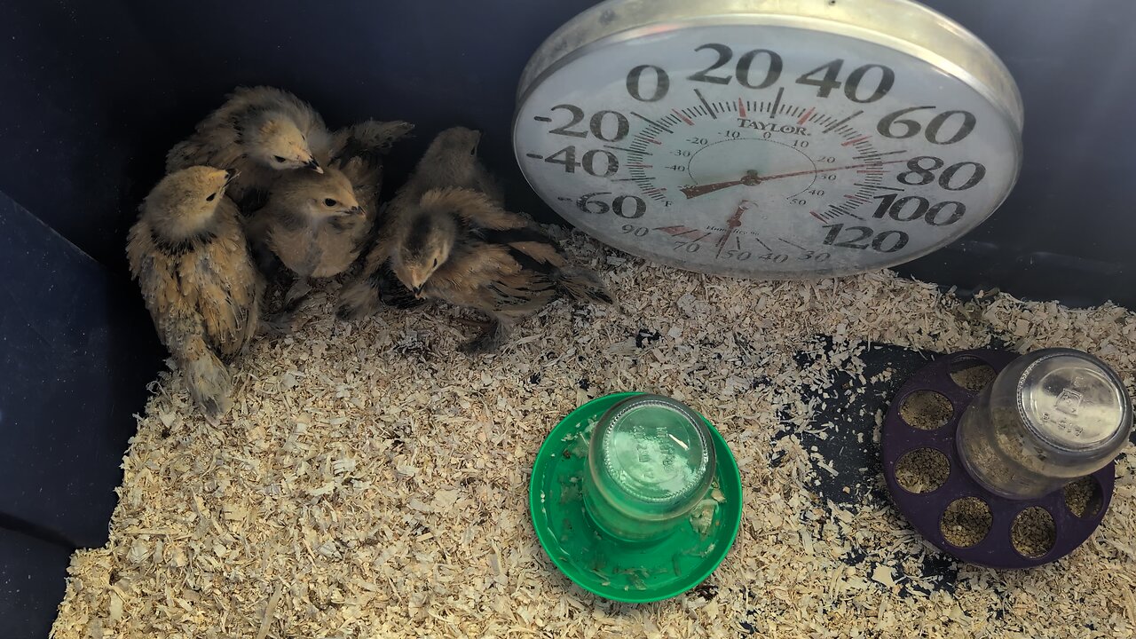 giving chicks celery leaves