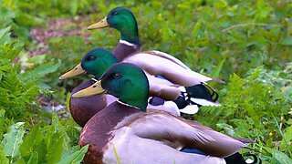 Mallard Duck Drakes in Green Jungle