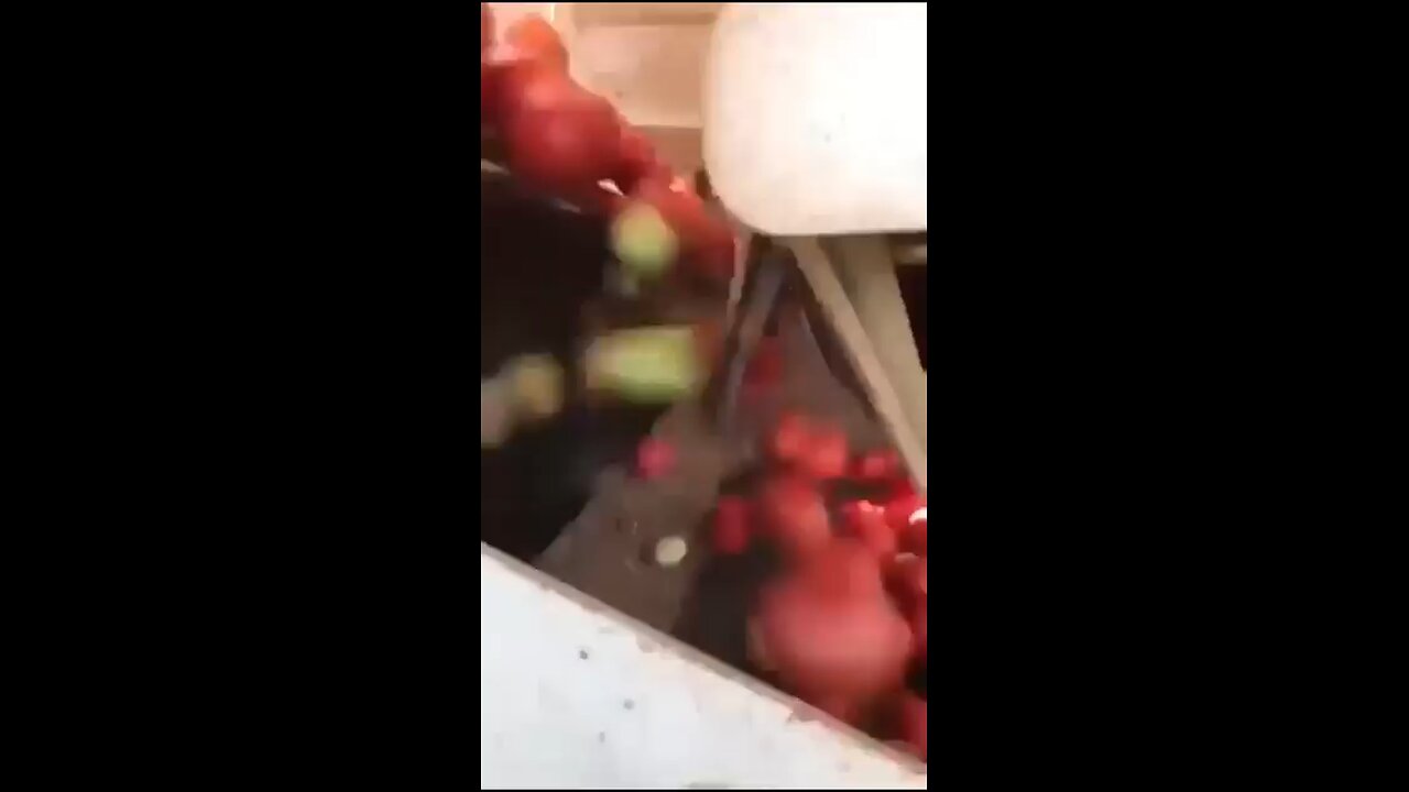 TOMATOES SORTING MACHINE