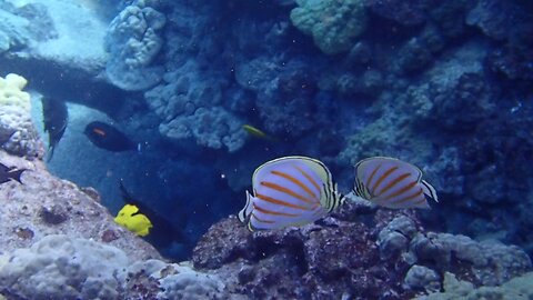 Swim Free Hawaii - A Pair of Salty Kisses
