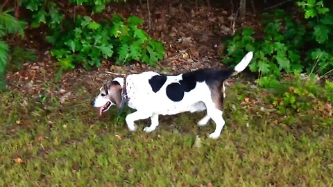 Bandit
