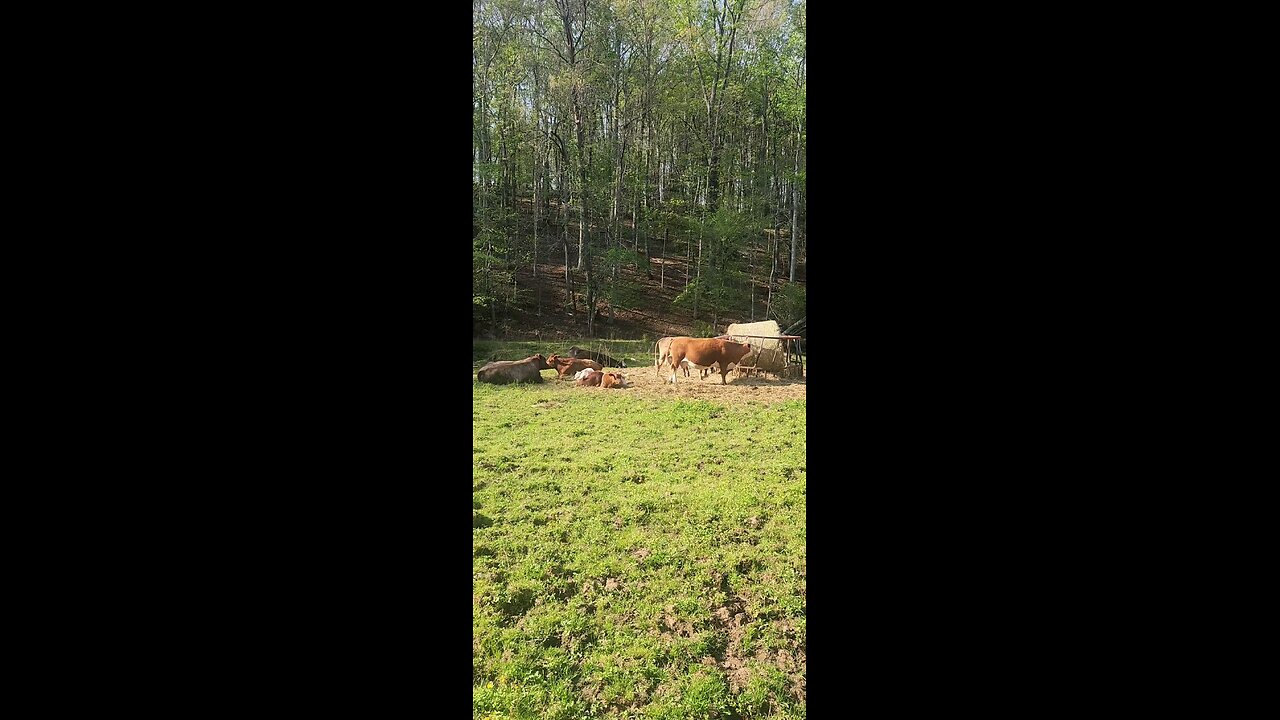 Cows and calves 2025.