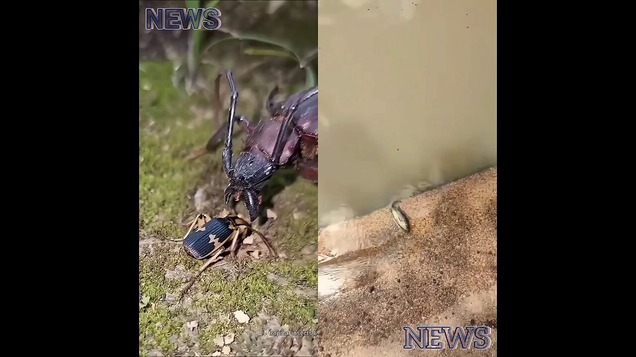 They release the fish, and it floats up. A tiny insect holds great power.