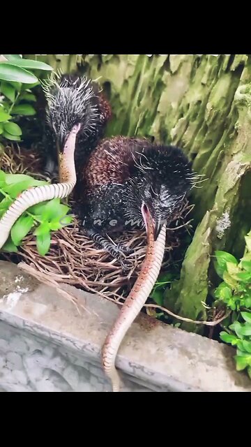 🎉Happy birthday everyone🌞It's To LAUGH When Watching This Video Cute DOG|cute cat|Please Follow me