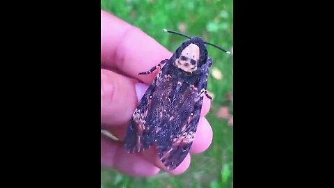 Death's Head Hawkmoth