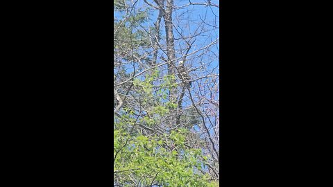 bald eagle