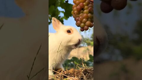 Little rabbit eating grapes cute pet debut plan rabbit rural cute pet