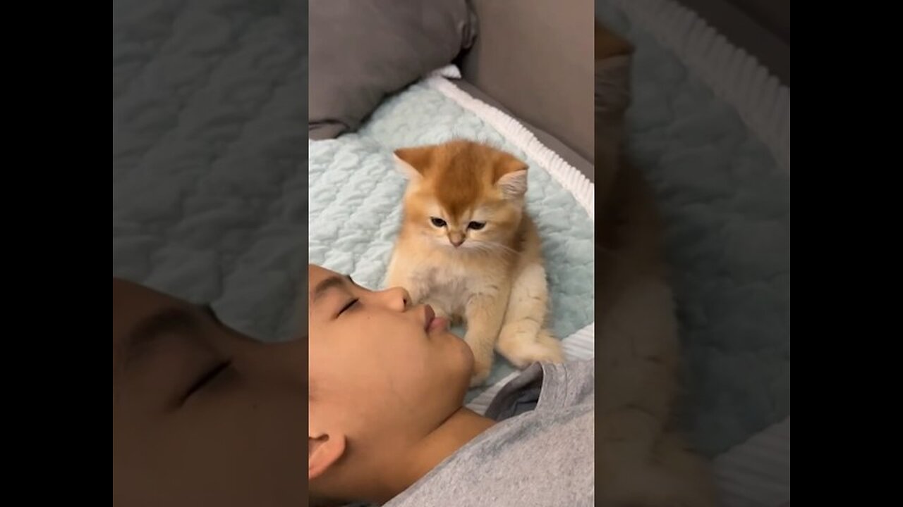 The 🐈 😸🥰guards me while I sleep.Cute animal video.Hold tight and sleep happily.