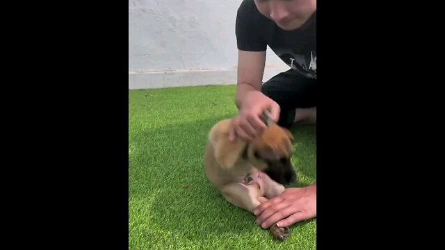 Dog 🐕 in Training