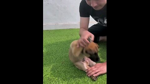 Dog 🐕 in Training