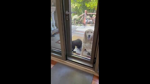 Is this playing or fighting?