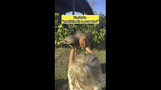 Florida “partridge in a pear tree”