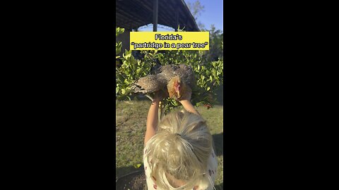 Florida “partridge in a pear tree”